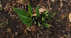 Tulip Shoots Macro