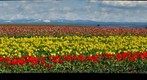Wooden Shoe Tulip Farm, Hubbard, OR