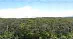 Forest Canopy at Hawaii Volcanoes National Park, Big Island, Hawaii