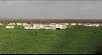 Honey Bee Holding Yard in the Central Valley CA