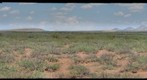 Mesquite in southeastern Arizona