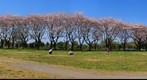 But Spring has come
