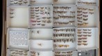Pyralidae 23