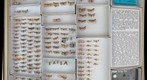 Pyralidae 25