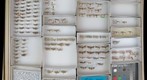 Pyralidae 26