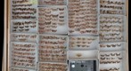 Pyralidae 27