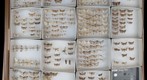 Pyralidae Receiving 2
