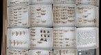 Pyralidae Receiving 4