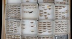 Pyralidae Receiving 5