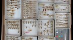 Pyralidae Receiving 6