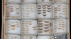 Pyralidae Receiving 7