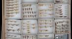 Pyralidae Receiving 8