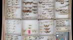 Pyralidae Receiving 10