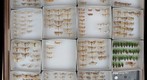 Pyralidae Receiving 12