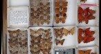 Nymphalidae 1