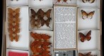 Nymphalidae 2