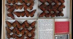 Nymphalidae 3