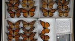 Nymphalidae 5