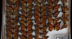 Nymphalidae 6