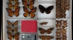 Nymphalidae 8