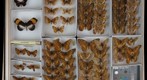 Nymphalidae 9
