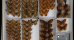 Nymphalidae 10