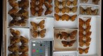 Nymphalidae 11