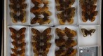 Nymphalidae 12