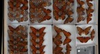 Nymphalidae 15