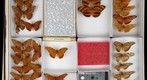 Nymphalidae 16