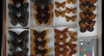 Nymphalidae 13