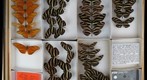 Nymphalidae 17