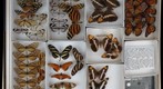 Nymphalidae 19