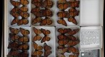 Nymphalidae 20
