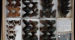 Nymphalidae 21