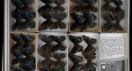 Nymphalidae 22
