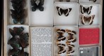 Nymphalidae 23