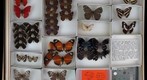 Nymphalidae 24
