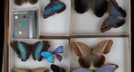Nymphalidae 25