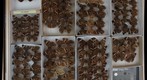 Nymphalidae 26