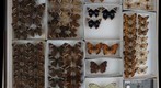 Nymphalidae 27