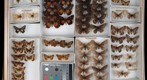 Nymphalidae 28