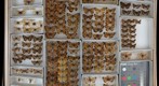 Nymphalidae 29