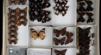 Nymphalidae 30