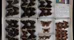 Nymphalidae 31