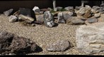 "Rocks of Virginia" garden at the DGMR