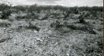 San Simon 1939: WS2-ARIZ-RS-88