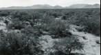San Simon 1941: WS4-ARIZ-RS-170