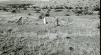 San Simon 1939: WS5-ARIZ-RS-142