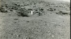San Simon 1939: WS5-ARIZ-RS-146